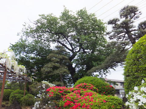 DSCF0081a
