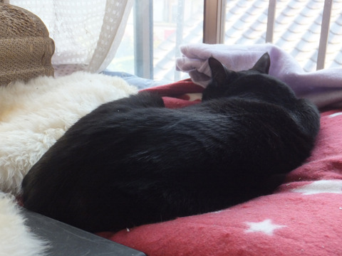 DSCF0195a