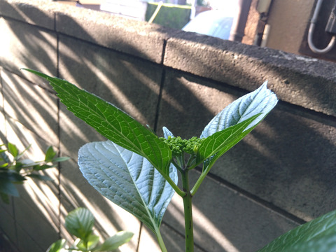 IMG_2026-05-11-06-27-44-798c
