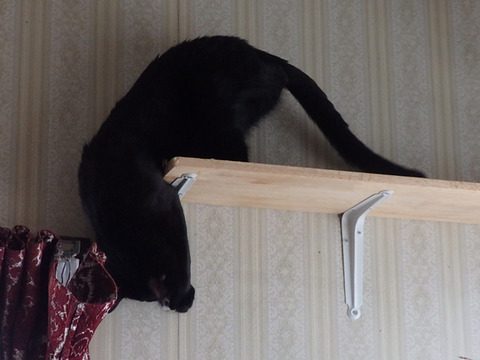 PB220023h