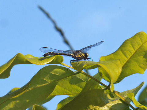 DSCF0180a