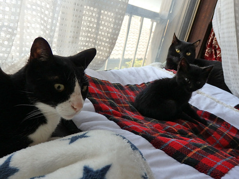 0 ねこ3一緒
