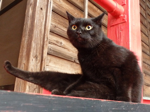 ０バランスくろねえさん