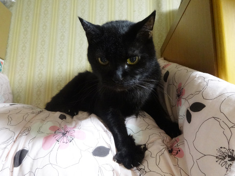DSC00908j