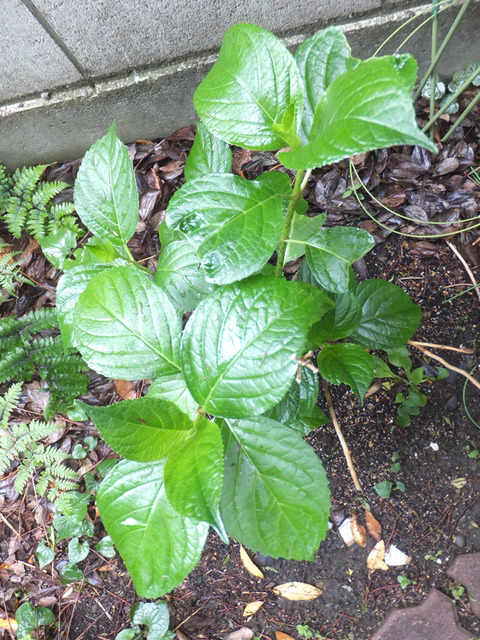 DSCF9873a