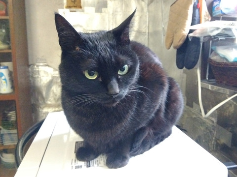 IMG_2026-04-14-07-18-36-772c