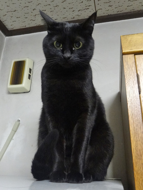 DSC03974j
