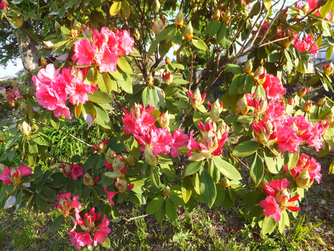 DSCF0173a