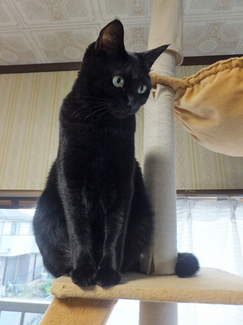 DSCF1485a