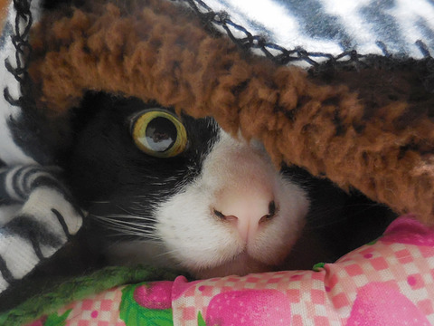 0かわいいしろくろさん3