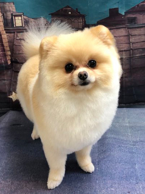 ピピさん