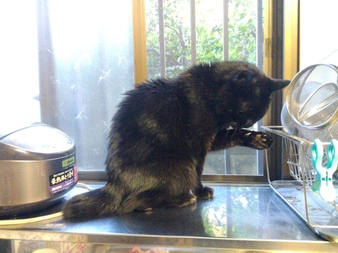 IMG_2026-04-16-05-28-08-523c