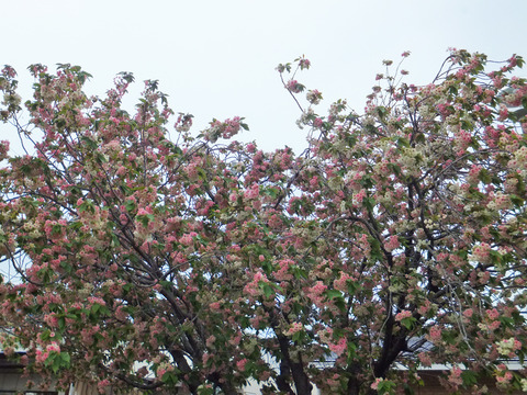 DSCF9812a