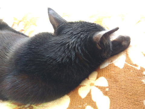 IMG_2026-04-11-07-17-39-525c