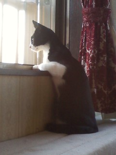 0 とひろこねこ