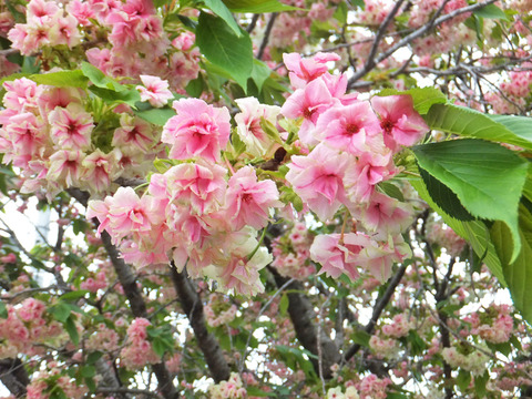 DSCF9813a