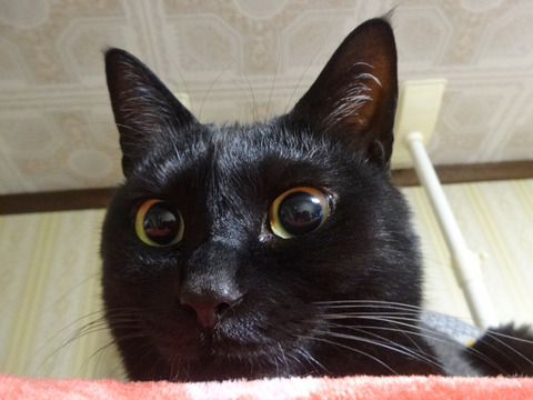 DSC09049k