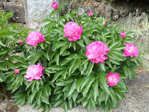 P5077080i