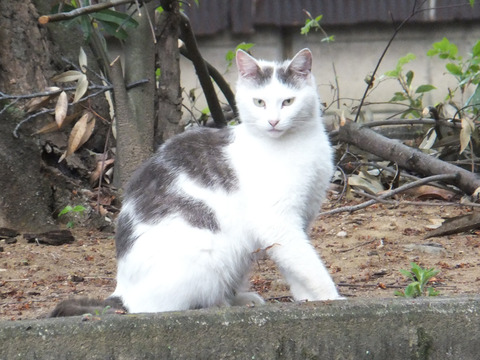 DSCF0243a