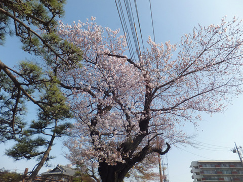DSCF8449a