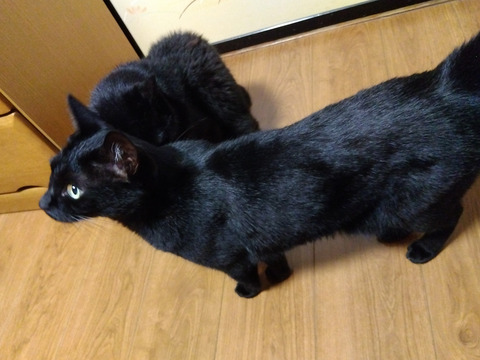 IMG_2025-07-31-05-39-38-536c