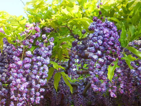 DSCF0177a