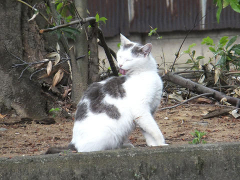 DSCF0242a