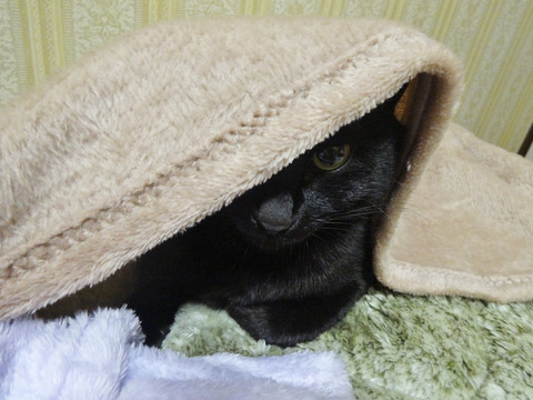 DSC00904j