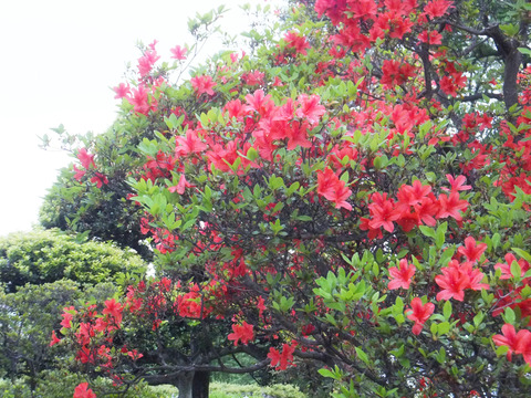 DSCF0042a