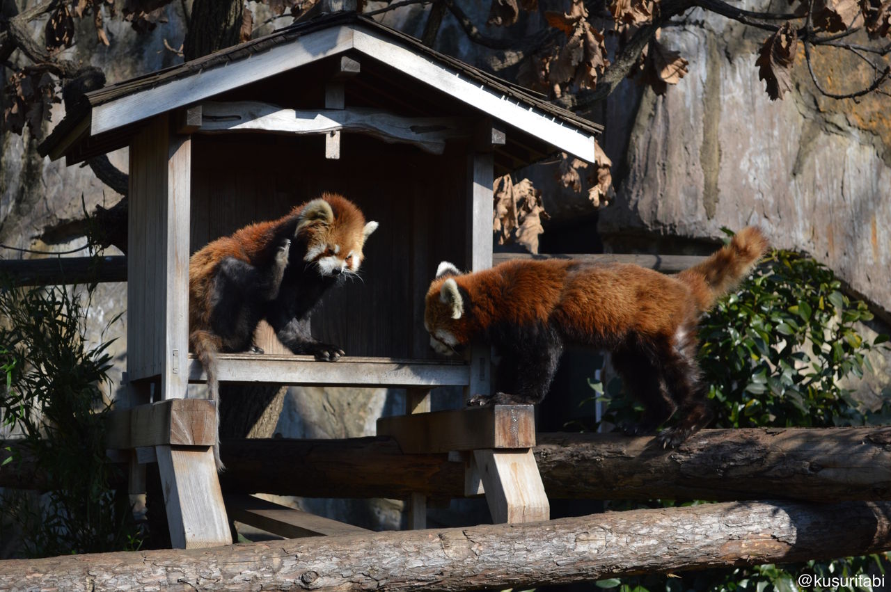 野毛山動物園に行って来ました 薬人 ときどき 旅人 次の休みはどこ行こう 野毛山動物園に行って来ました 薬人 ときどき 旅人 次の休みはどこ行こう