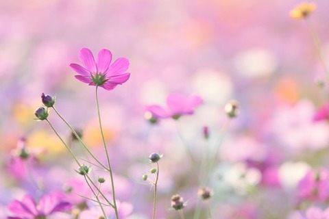 花10月のコピー