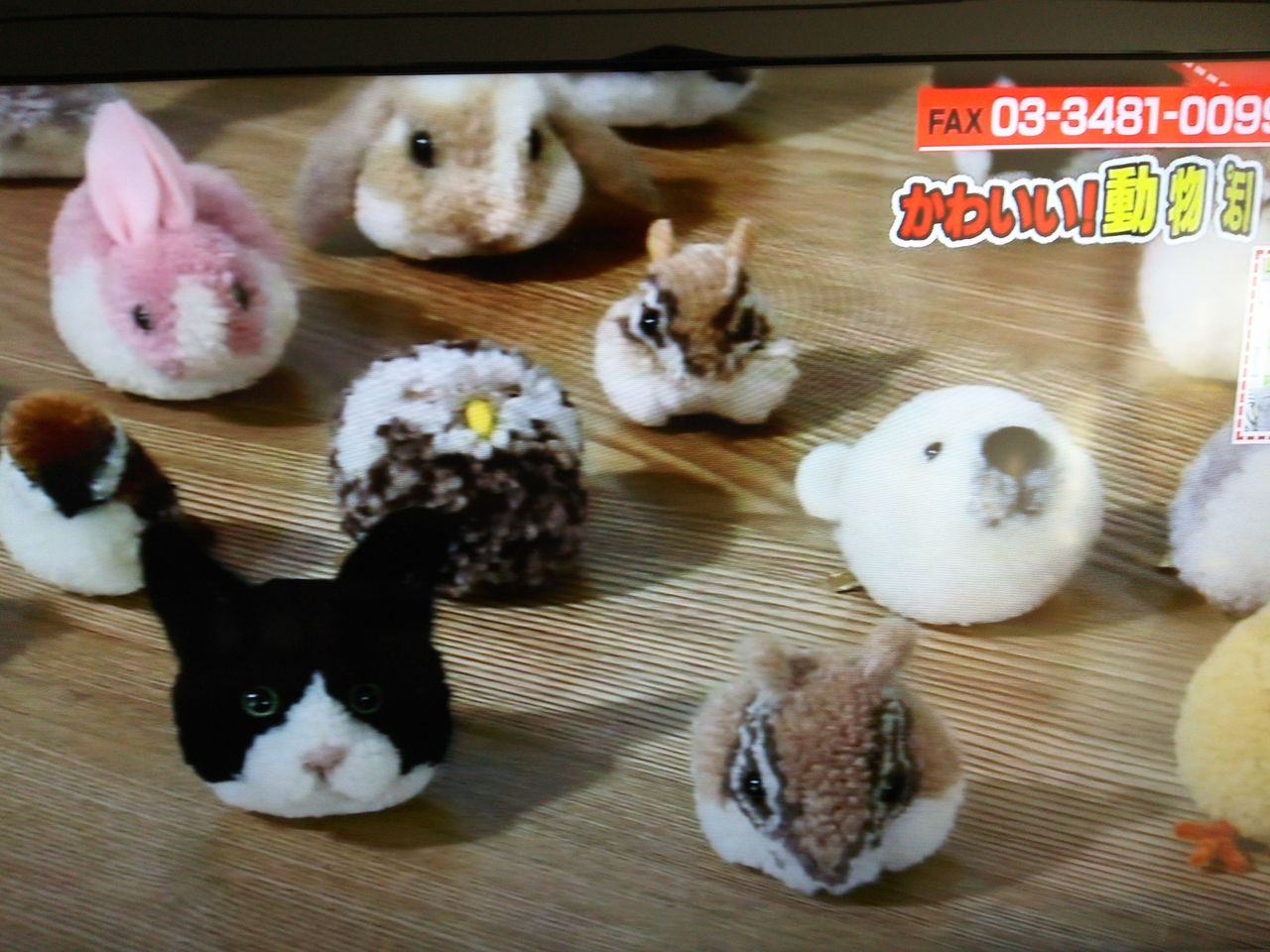 動物ぽんぽん まー日記 地球のどこか