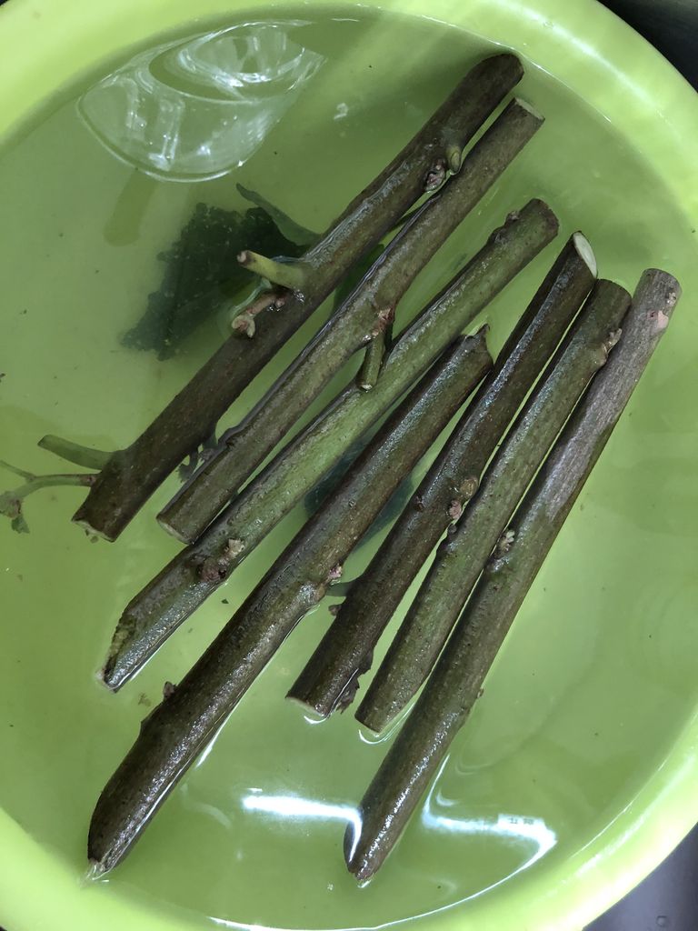 酔芙蓉 の挿し木 まー日記 地球のどこか