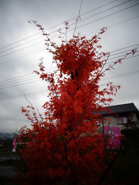 DSC00312