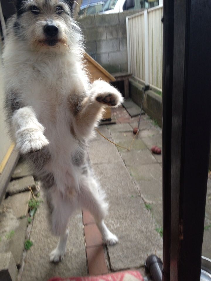 犬の手足 くつしたブログ