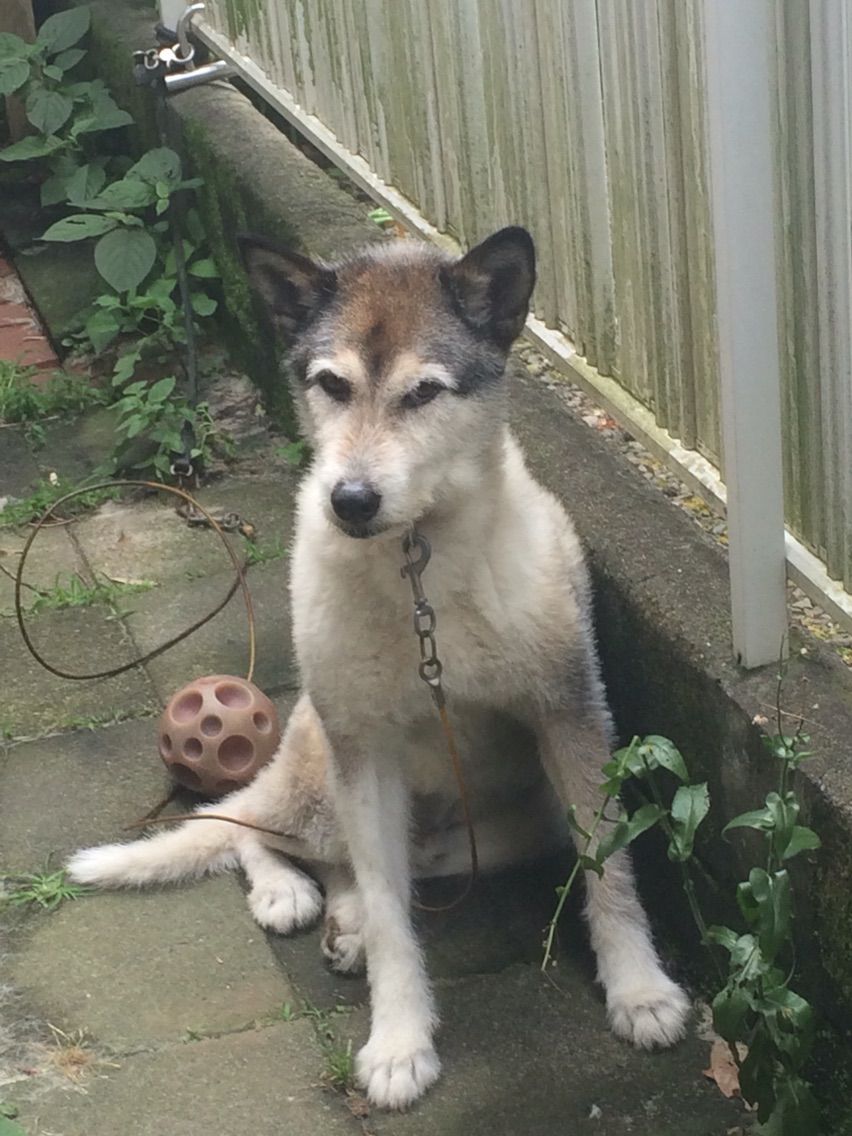 犬の座り方エトセトラ クツシタサンのブログ