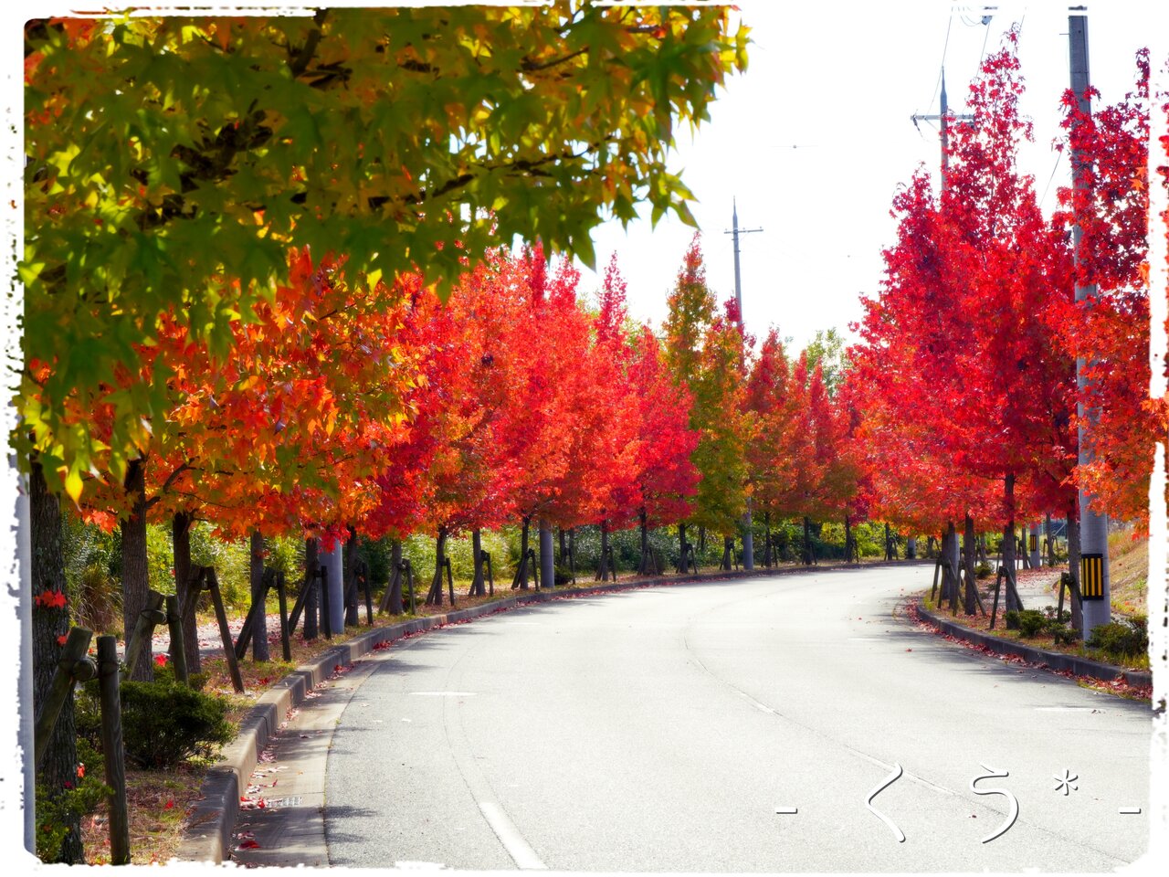 モミジバフウ並木 穂野果菜おやつ と ごはん 幸房 空 Kuu