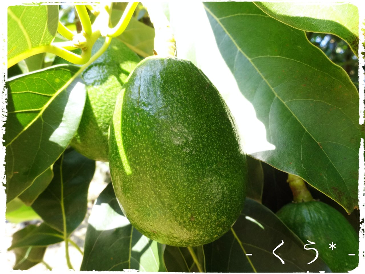 橋爪農園さんのアボカド 穂野果菜おやつ と ごはん 幸房 空 Kuu