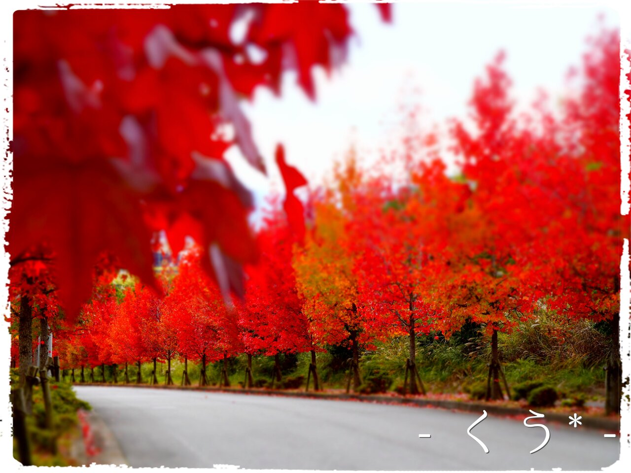 モミジバフウ並木 穂野果菜おやつ と ごはん 幸房 空 Kuu