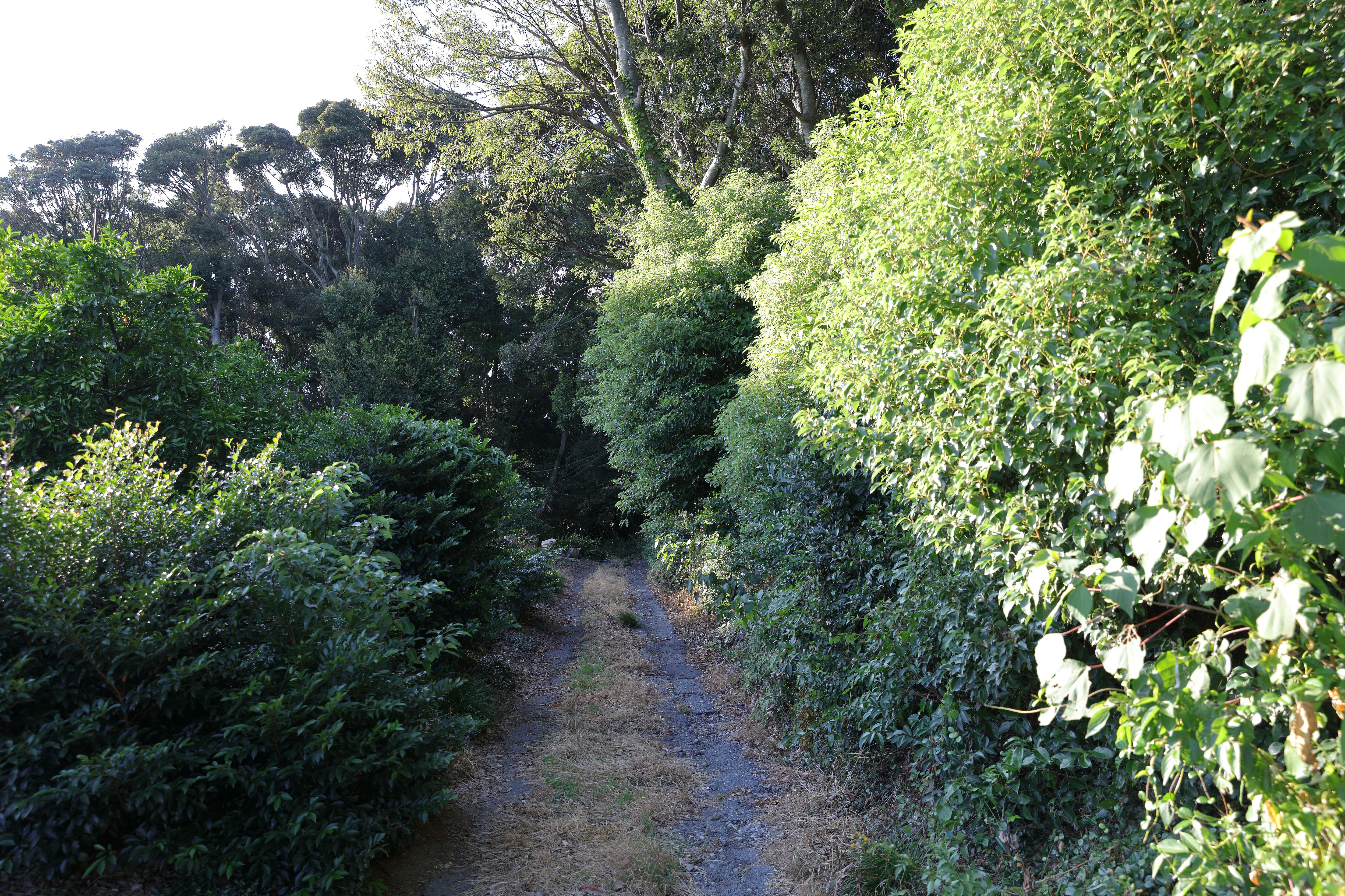 大恩寺山砲台へ行ってきました 廃虚日常記録帳