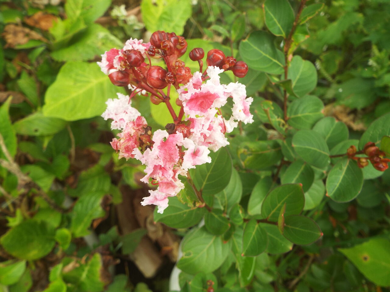 挿し木をした サルスベリの花 愛犬や趣味のブログです 挿し木をした サルスベリの花 愛犬や趣味のブログです