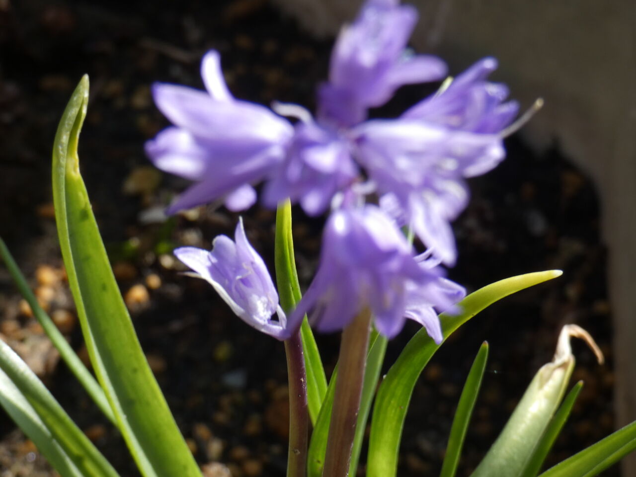 シラーの花が咲きました 愛犬や趣味のブログです