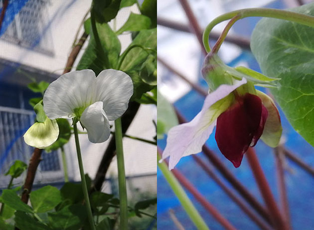 21年の春夏の豆 第1弾です ひらけ Wonder 輝け いのち くうのるblog