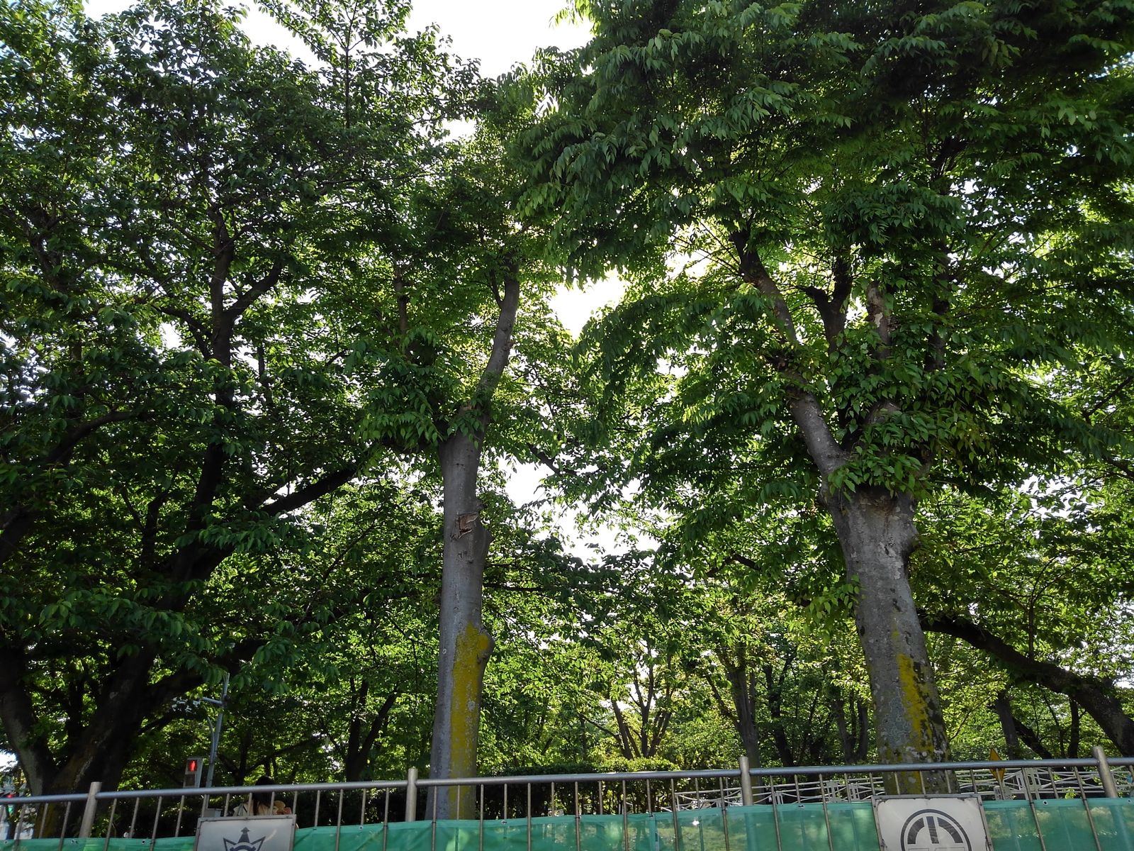虚無主義と 自殺というタブー 本当の自分の芽を育てる 虚無主義と 自殺というタブー 本当の自分の芽を育てる