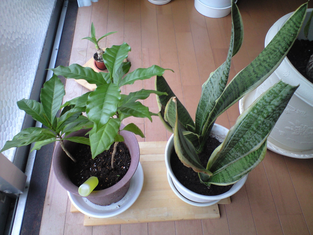 生長記録 本当の自分の芽を育てる