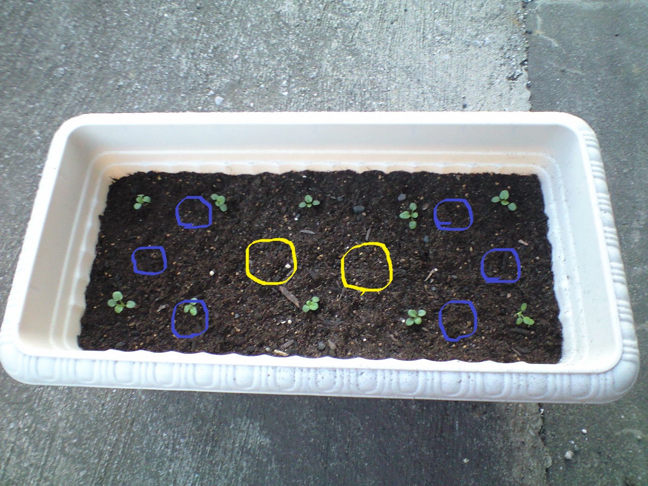 球根の植えつけ 本当の自分の芽を育てる