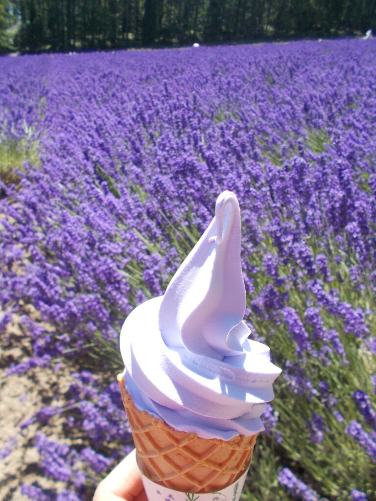 富良野へ来たらラベンダーソフトクリーム くうたろうお外ごはんのblog