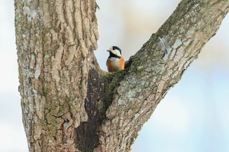 オオコノハズクを見たよ きままな My Photo
