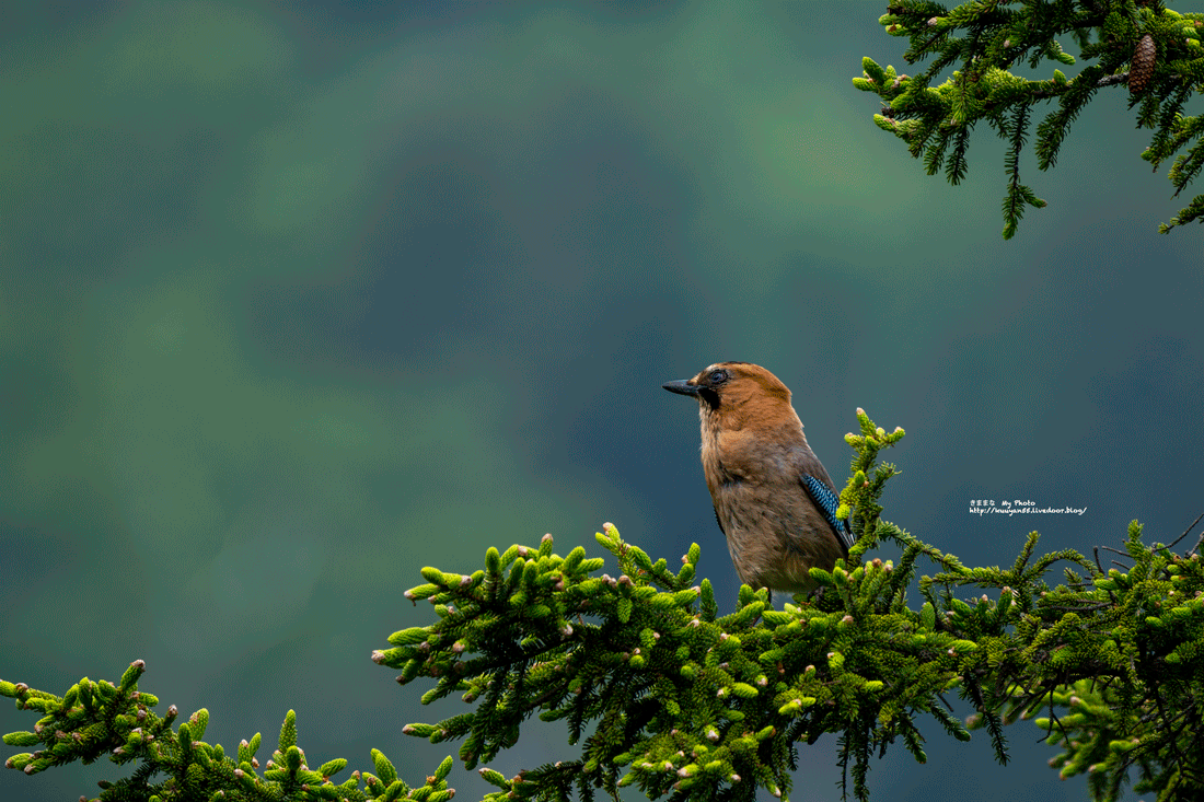 駒止湖でミヤマカケス きままな My Photo