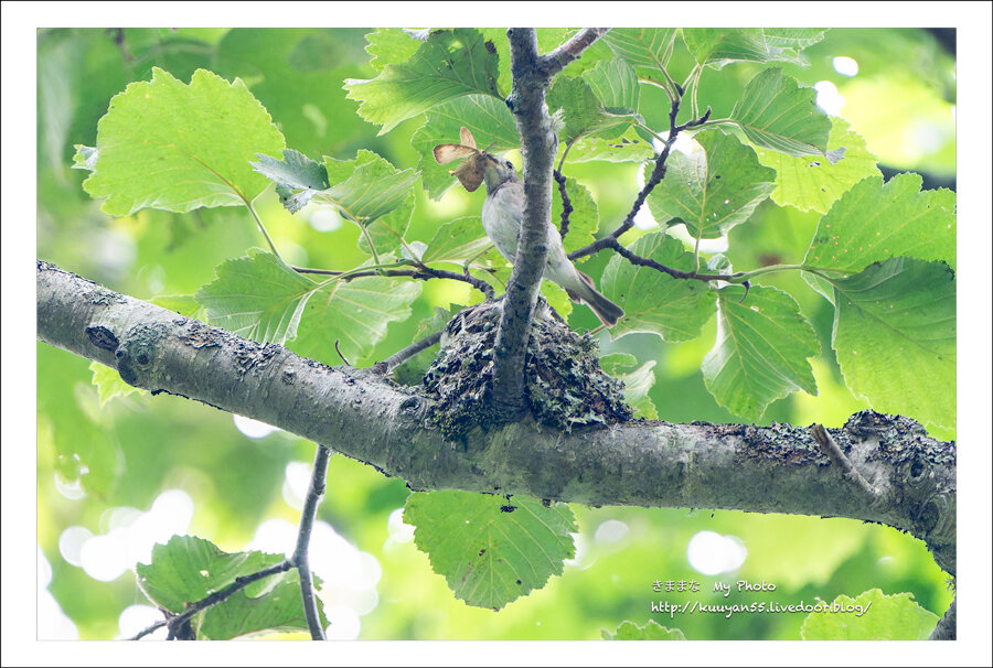 コルリ 焦らす : きままな My Photo
